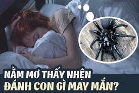 Mơ thấy nhện là điềm báo gì? Đánh lô đề con nhện số mấy?